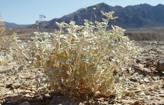 Tidestromia suffruticosa