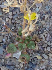 Oenothera primiveris