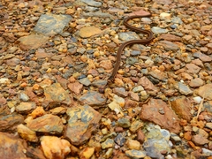 Tantilla melanocephala