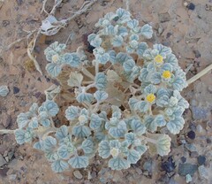 Psathyrotes ramosissima