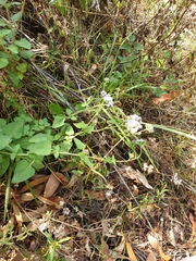 Ageratum houstonianum