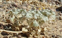 Psathyrotes ramosissima