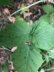 Rubus occidentalis