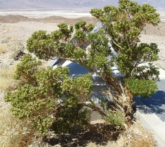 Peucephyllum schottii