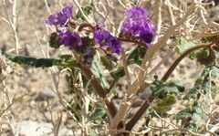 Phacelia crenulata