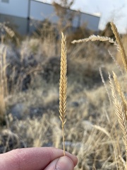 Agropyron fragile