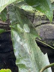 Agalychnis callidryas