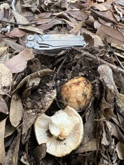 Russula fragrantissima