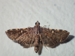Nacoleia