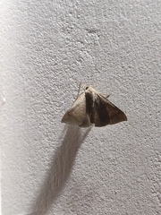 Achaea ablunaris