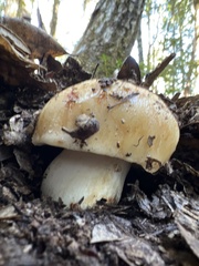 Russula fragrantissima