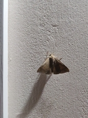 Achaea ablunaris