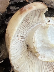 Russula fragrantissima