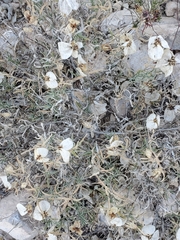 Zinnia acerosa