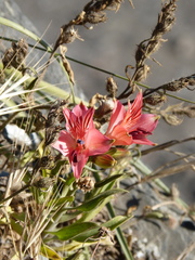 Alstroemeria ligtu ligtu
