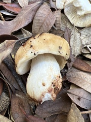Russula fragrantissima