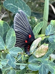 Melanis cephise