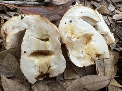 Russula fragrantissima