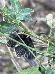 Melanis cephise