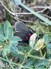 Melanis cephise