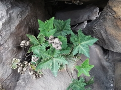 Notholaena standleyi