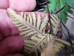 Notholaena standleyi