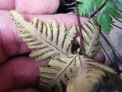 Notholaena standleyi