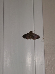 Rhectocraspeda periusalis