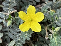 Tribulus taiwanense