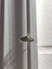Rhectocraspeda periusalis