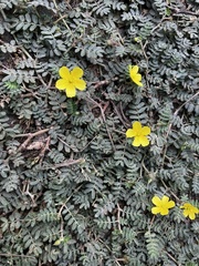 Tribulus taiwanense