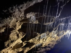 Arachnocampa luminosa