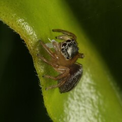 Maratus scutulatus