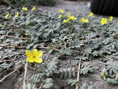 Tribulus taiwanense