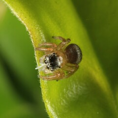 Maratus scutulatus