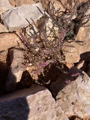 Halogeton glomeratus