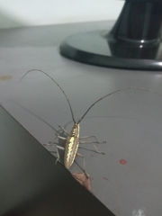 Neoptychodes trilineatus