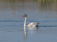 Cygnus columbianus
