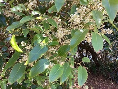 Schizomeria ovata