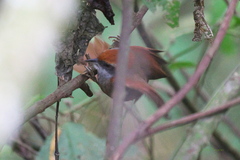 Synallaxis ruficapilla