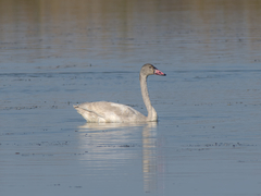 Cygnus columbianus