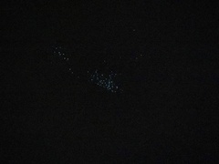 Arachnocampa luminosa