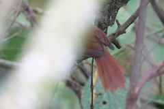 Synallaxis ruficapilla