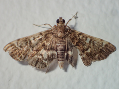 Nacoleia