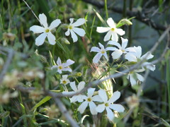 Phlox tenuifolia