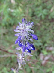 Salvia urolepis