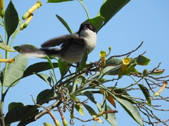 Microspingus melanoleucus