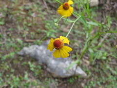 Helenium mexicanum