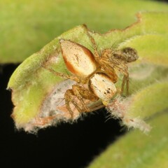 Oxyopes variabilis
