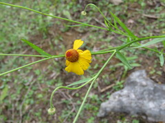Helenium mexicanum